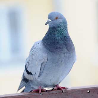 Pigeon.-Fotolia_50070867
