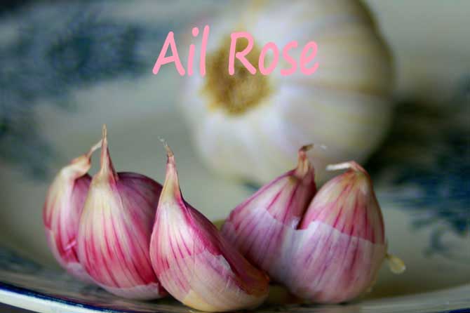 Ail Rose de Provence