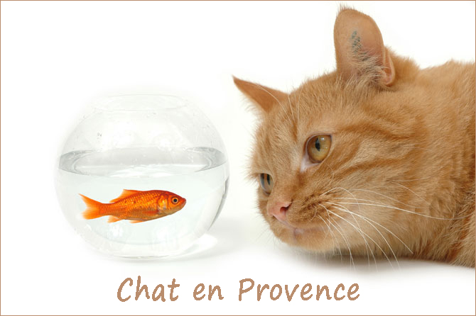 Chats en Provence