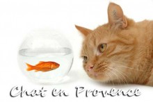 Chats En Provence Provence 7