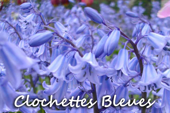 Clochettes bleues des bois | Provence 7
