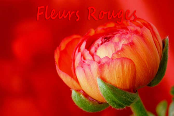 Fleurs Rouges en Provence | Provence 7