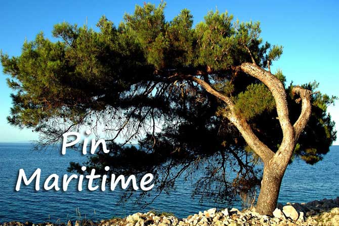 Pin-Maritime-1-Fotolia