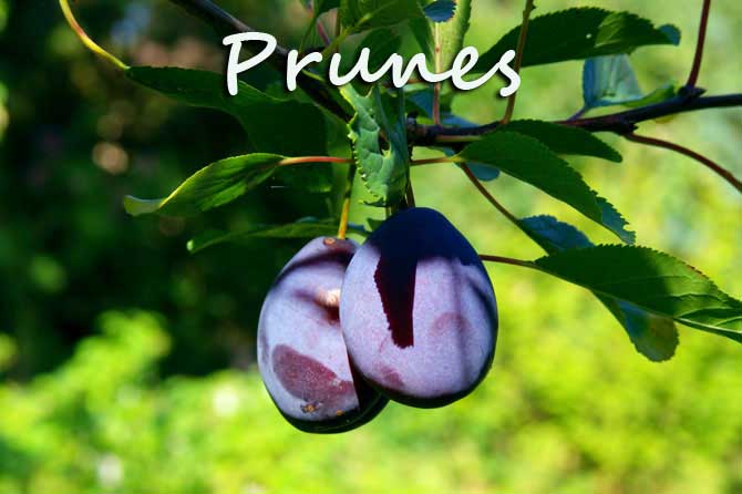 Prune de Provence