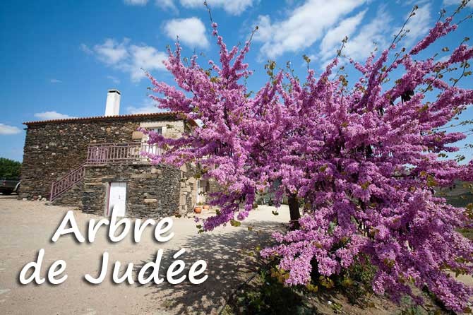 Arbre De Judée En Provence Provence 7