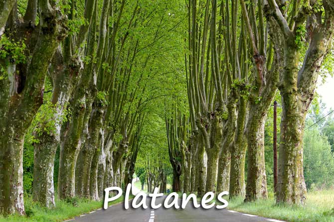 Platane en Provence