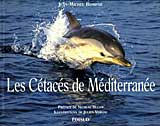 les-cetaces-de-mediterranee