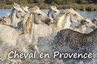 https://www.provence7.com/theme/portails/vie-pratique/animaux-domestiques/cheval-en-provence/