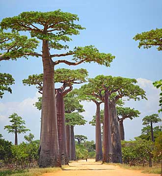 Baobab-Fotolia_61076694