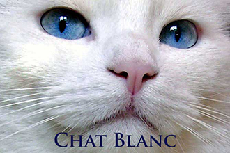 Chat Blanc Provence 7