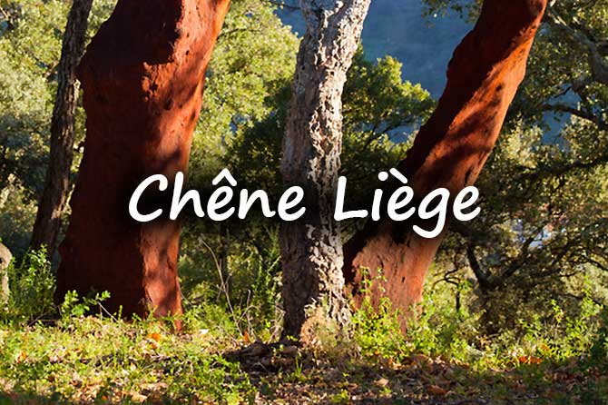 Chene Liege En Provence Provence 7
