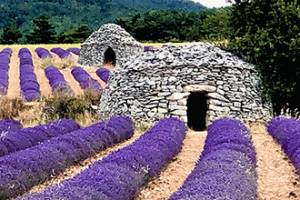 FerrassièresLavandeBoriesB Provence 7