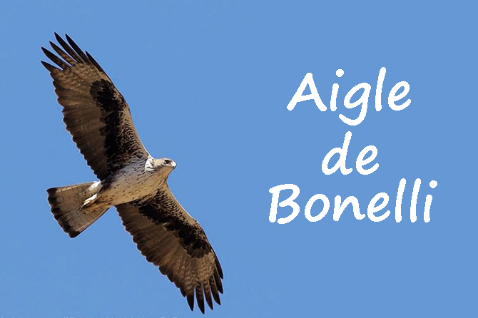 Aigle de Bonelli, seigneur du ciel de Provence