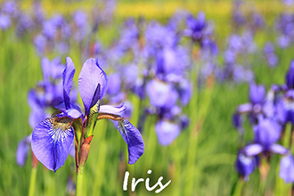 Grande Fleur D'iris Blanc Au Printemps En Fleurs En Provence France Banque  D'Images et Photos Libres De Droits. Image 191579343