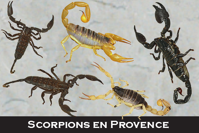 Scorpions en Provence