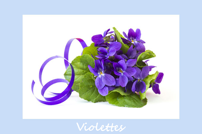 Violettes en Provence | Provence 7