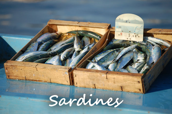 Sardines en Méditerranée et en Provence