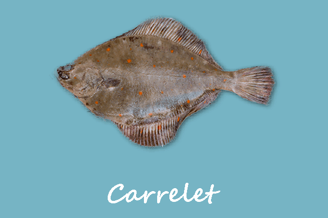 Carrelet, La Plie, poisson en Méditerranée et en Provence