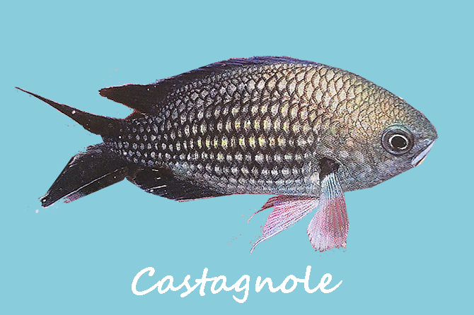 Castagnole Poisson en Méditerranée et en Provence