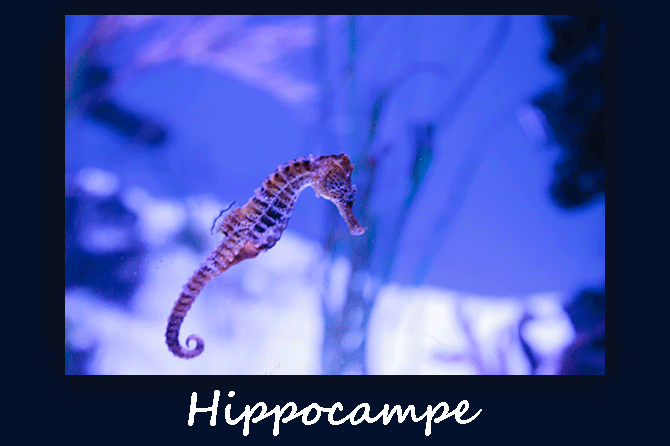 Hippocampe en Méditerranée et en Provence