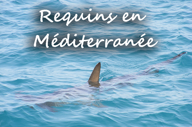 Requins en Méditerranée : questions et réponses