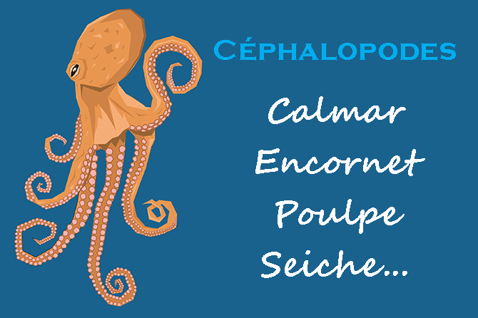 Céphalopodes : encornets, sèches, poulpes… en Méditerranée et en Provence