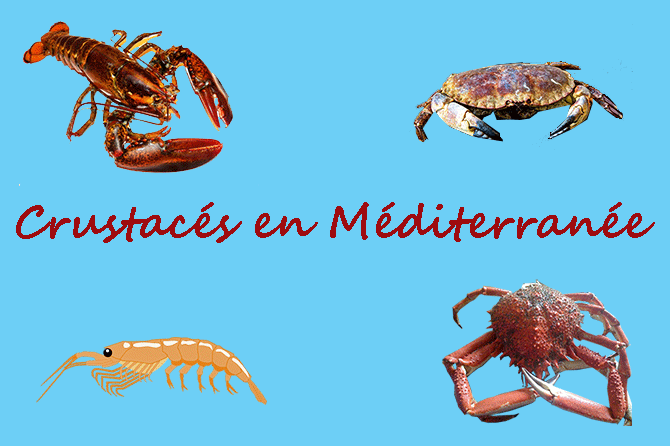 Crustacés en Méditerranée et en Provence
