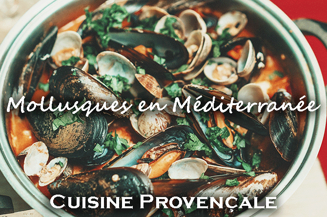 Mollusques en Méditerranée et en Provence