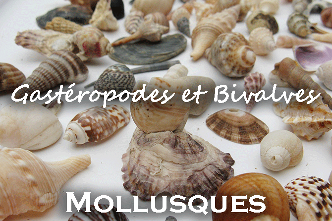 Mollusques marins : Gastéropodes et Bivalves en Méditerranée et en Provence