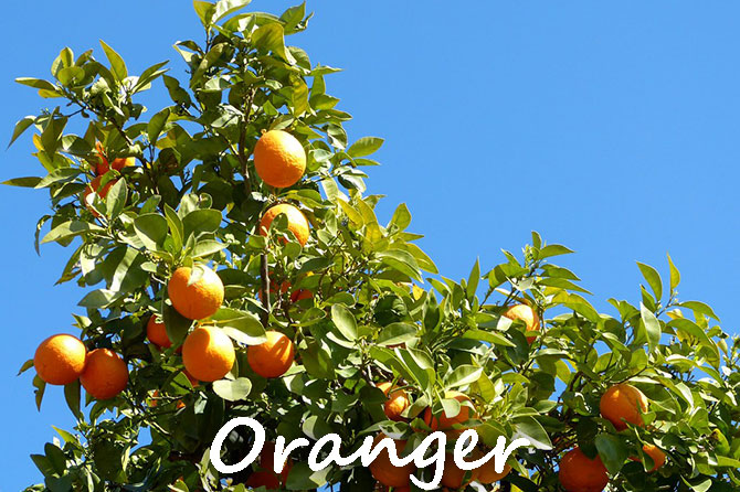 Oranger en Provence : arbres, fleurs, fruits