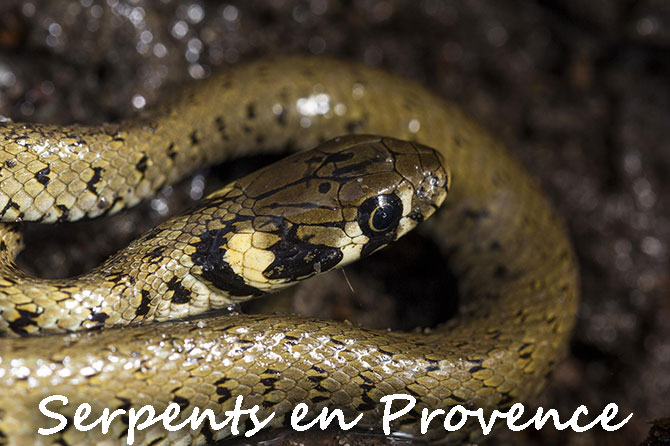 Tous les Serpents en Provence : couleuvres, vipères