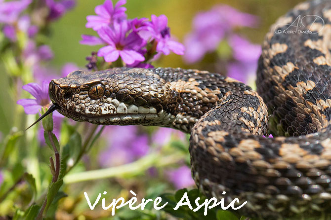 Vipère Aspic en Provence