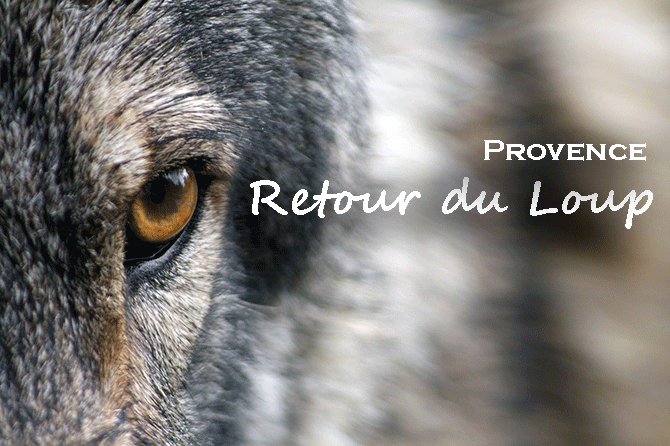 Les Loups en Provence : histoire, physique, comportements, sites